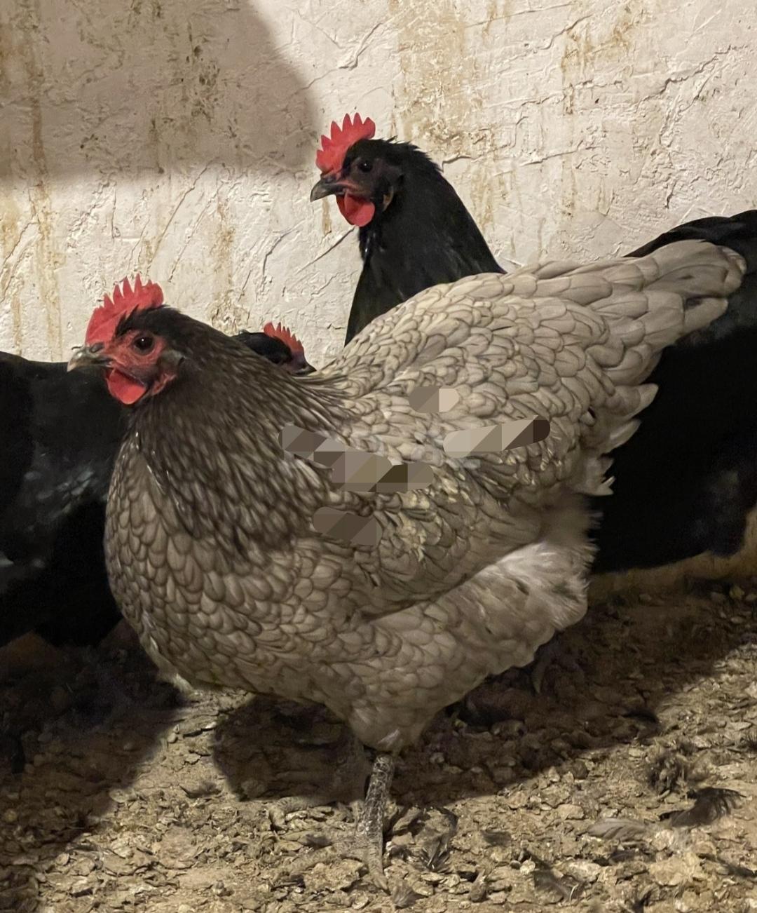 Mayalı Avstrolorp yumurtası