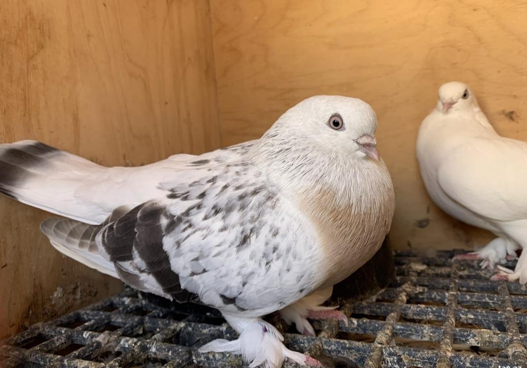 Göyərçinlər