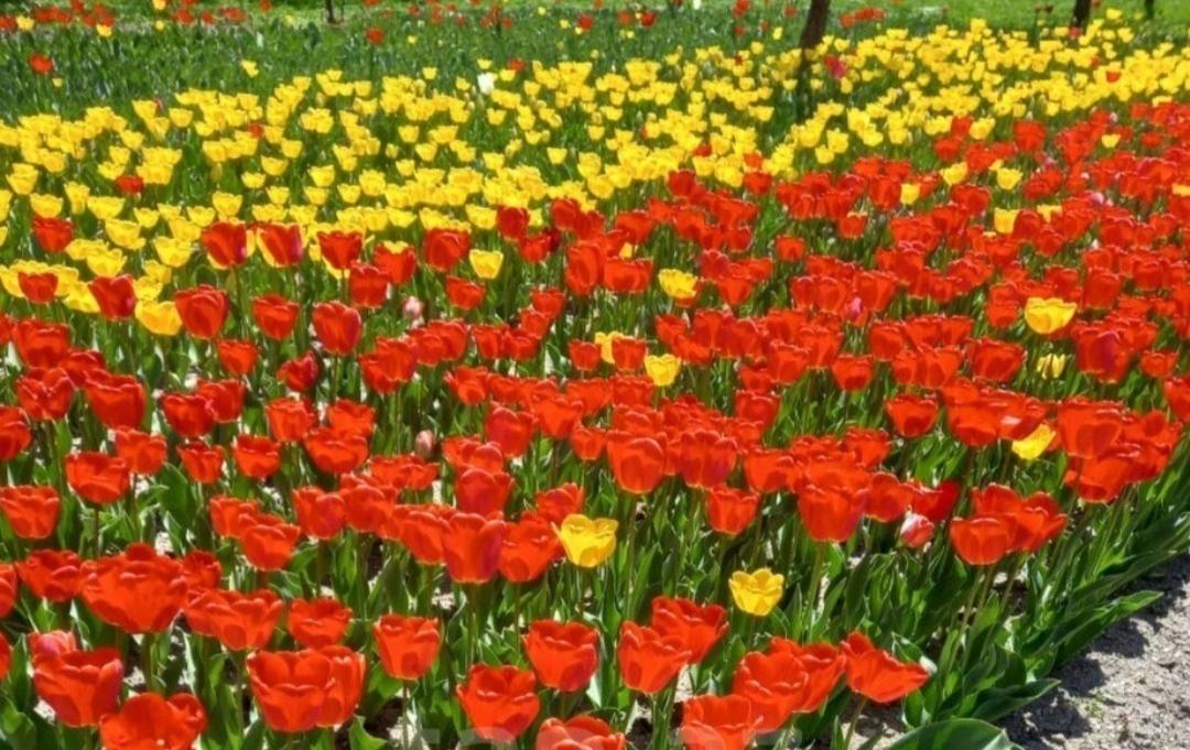 Tülpan (lalə) gülünün soğanı