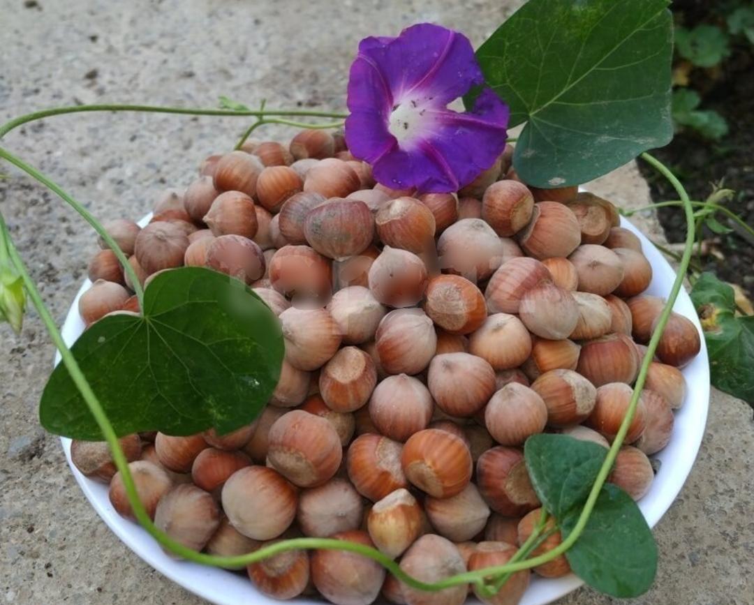 Fındıq