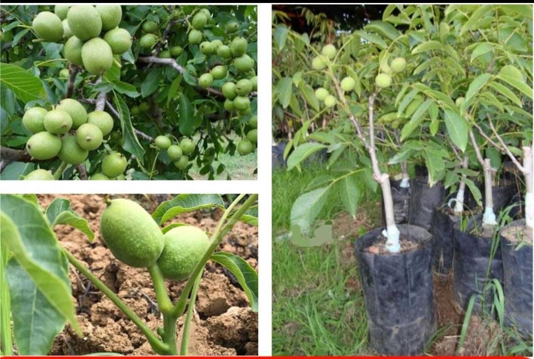 "Candler" qoz ağacları