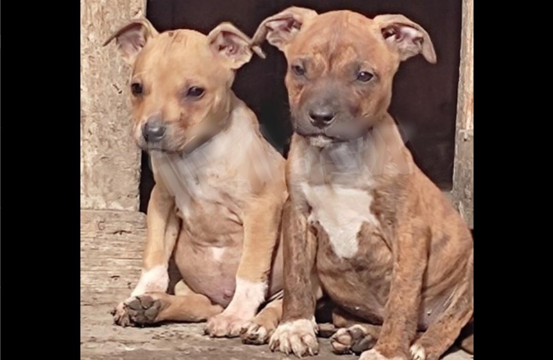 Pitbul