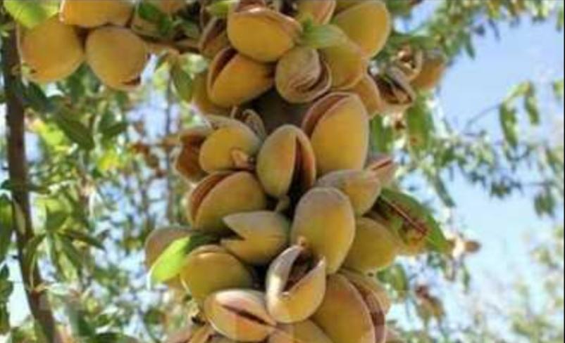 Badam ağacı