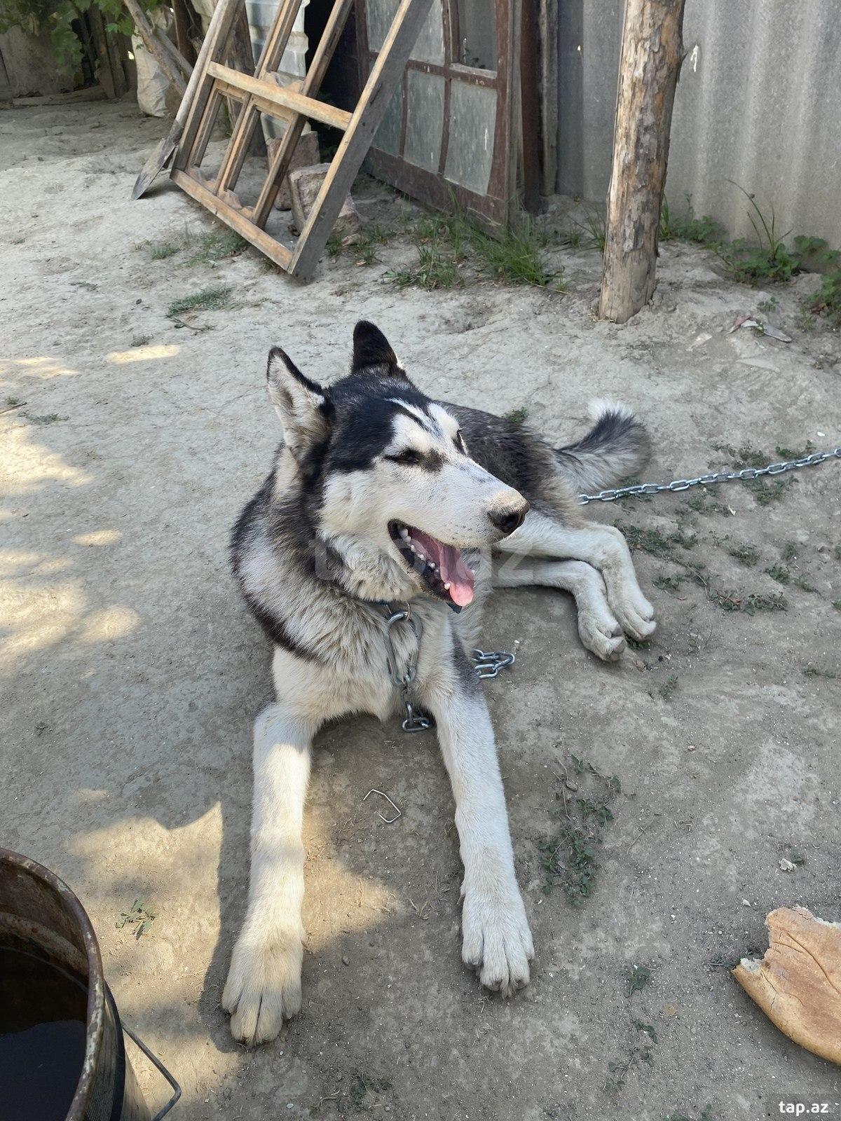 Haski