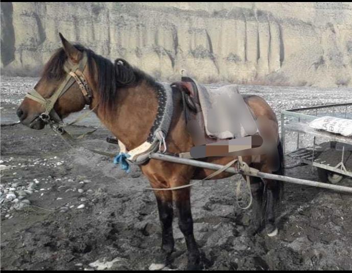 At satılır