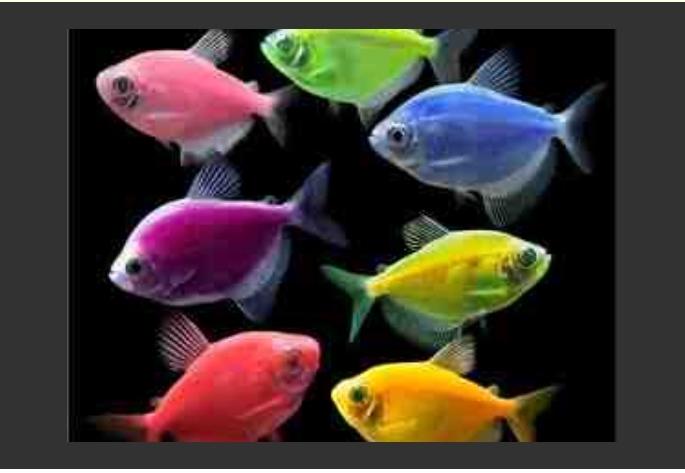 Glofish balıqları