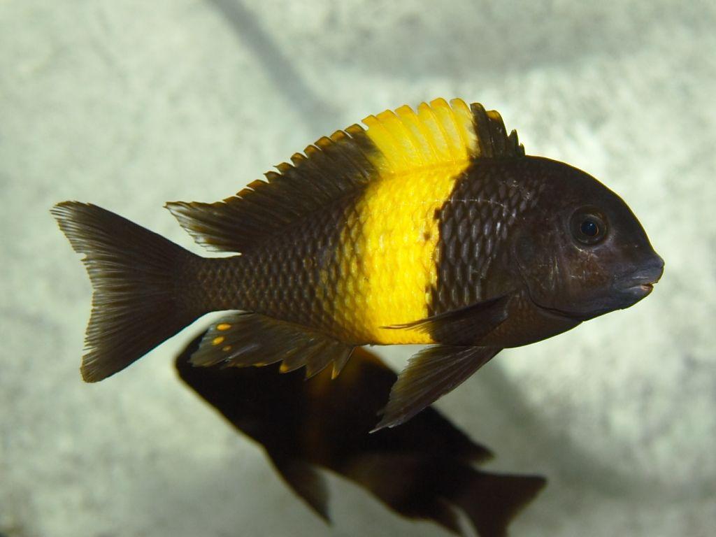 Akvarium balıqları