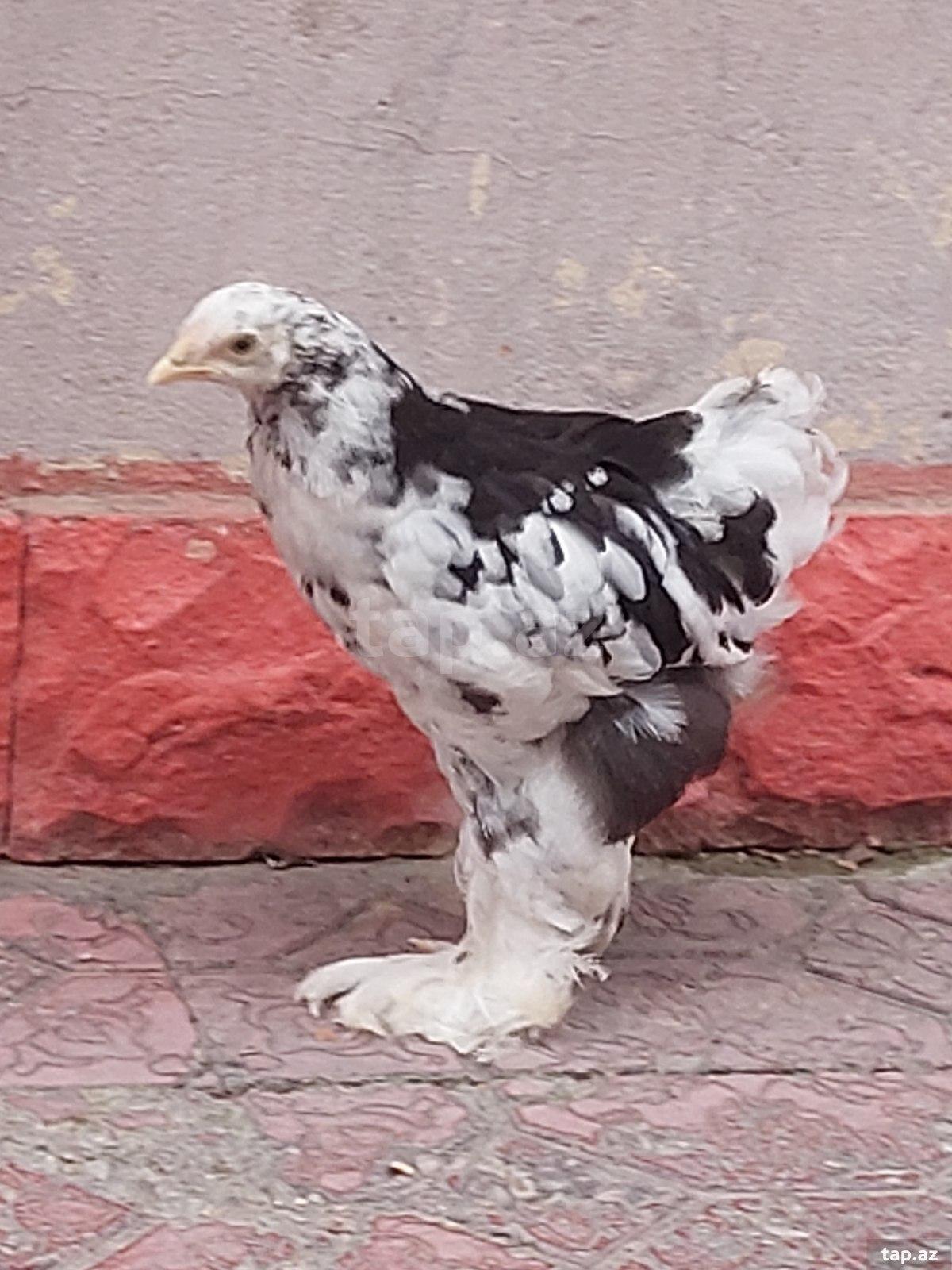 Motlet brama cücəsi