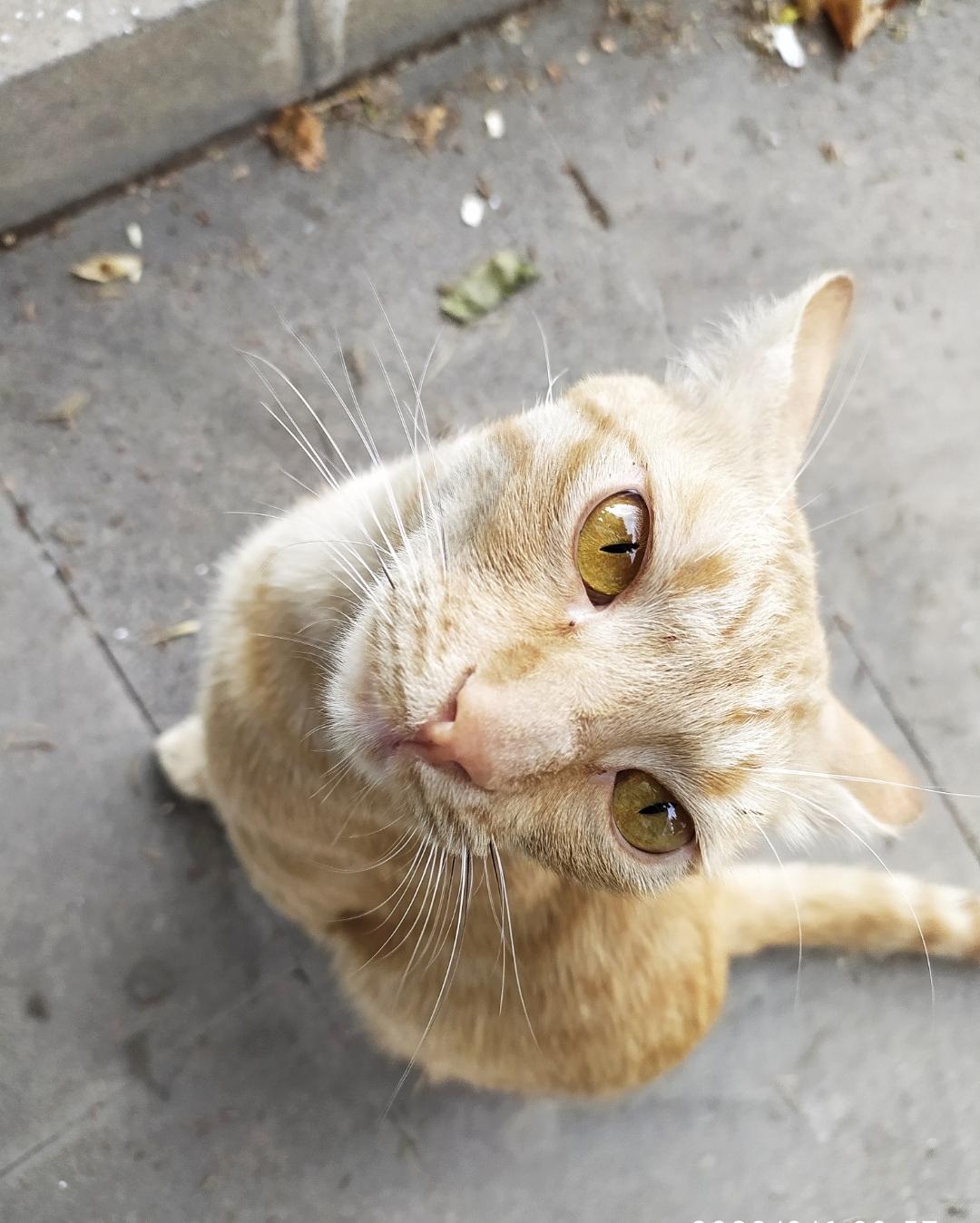 Отдам кота бесплатно