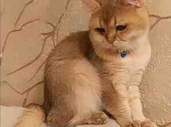 British golden chinchilla (cütləşdirmək üçün)