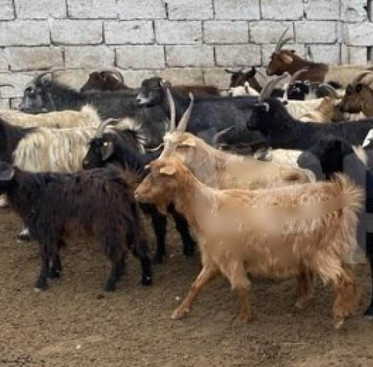 Keçilər